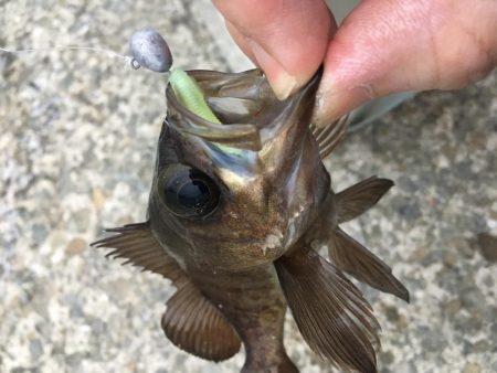 ジグ単でメバリング